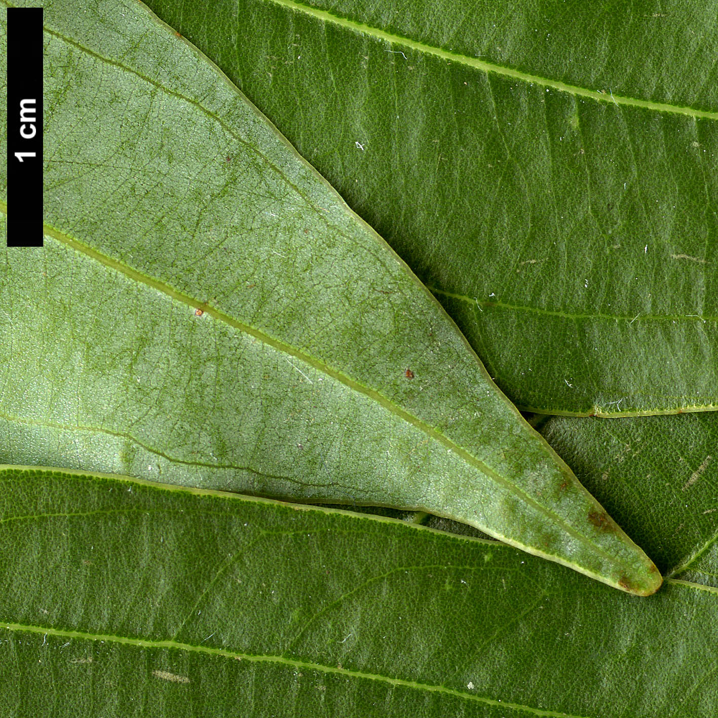 High resolution image: Family: Lauraceae - Genus: Cinnamomum - Taxon: japonicum